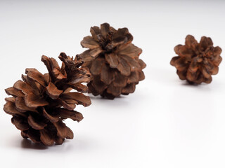 Close up shoot of Pine fruit on a white isolated background