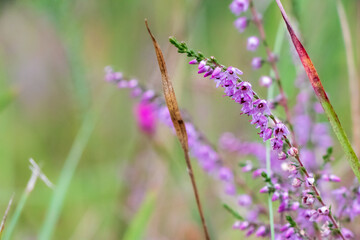 Common heather (Calluna vulgaris) growing in grass