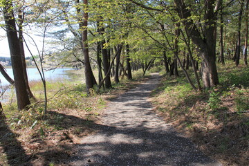 湖沿いの遊歩道