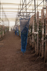 plastic greenhouse with various object that transport bouquet of flowers, nature and agriculture