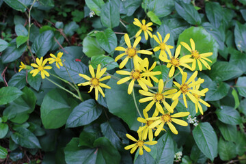 ツワブキの黄色い花