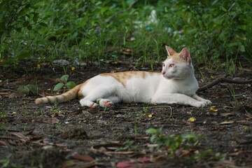 white cat on the grass