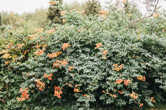 Bright Green Bush With Small Orange Flowers