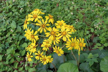 ツワブキの黄色い花