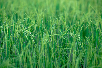 The close background of the green rice fields, the seedlings that are growing, are seen in rural areas as the main occupation of rice farmers who grow rice for sale or living.