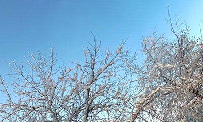 Snow covered branches against a clear light blue sky. 