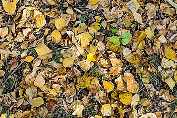 Yellow foliage texture in a forest in fall.