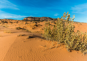 Fototapeta na wymiar Wind Blown Sand Dunes With The White Cliffs In The Distance, Coral Pink Sand Dunes State Park, Utah, USA