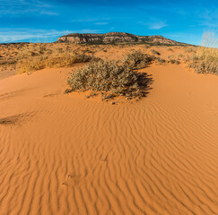 Wind Blown Sand Dunes With The White Cliffs In The Distance, Coral Pink Sand Dunes State Park, Utah, USA