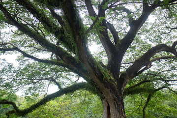 Green tree in summer field