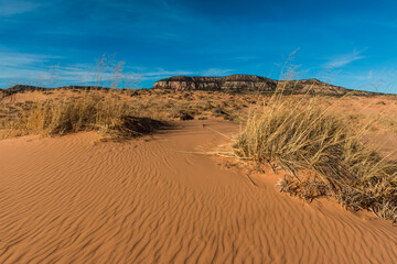 Hummock With  Sand Dunes and The White Cliffs In The Distance, Coral Pink Sand Dunes State Park, Utah, USA