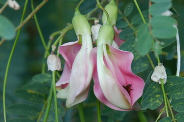 close up image of Pink Turi (Sesbania grandiflora) flower is eaten as a vegetable and medicine. The leaves are regular and rounded. The fruit is like flat green beans, long, and thin, out of focus