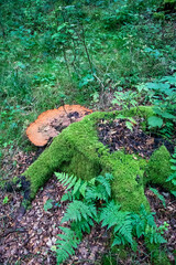Naklejka na ściany i meble Large artist's conk (Ganoderma applanatum) growin from a tree stump