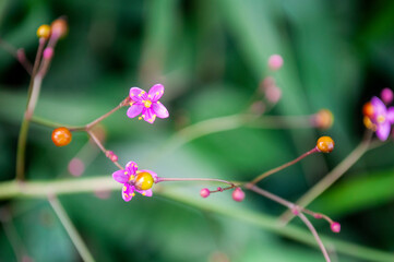 flower of a flower