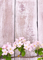 Flowers. Apple tree blossoms. Branches of apple blossom on rustic wooden background with copy space for greeting message. Vintage floral background. Copy space