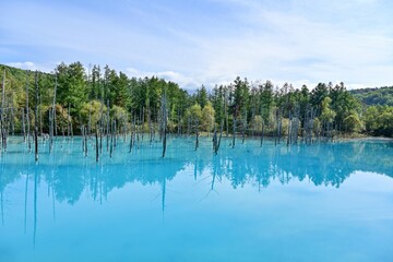 色づき始めた紅葉と美瑛ブルーに染まる白金青い池の情景＠北海道