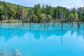 Fototapeta na wymiar 色づき始めた紅葉と美瑛ブルーに染まる白金青い池の情景＠北海道