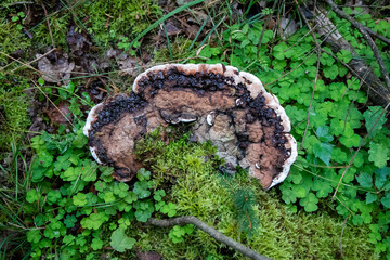 Polypore growing in the woods
