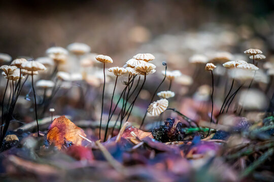 Marasmius rotula (pinwheel mushroom) in the woods