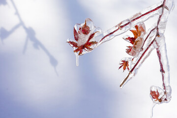 Maple tree branch with leaves coated with ice