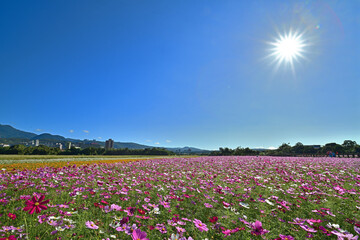 Cosmos flower field in blue sky  