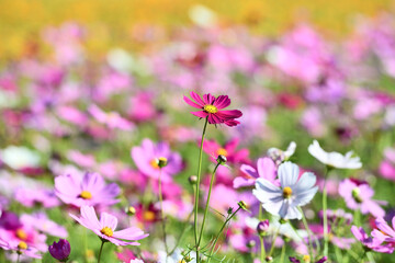 Obraz na płótnie Canvas Cosmos flowers are most favorite planted in Taiwan