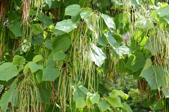 Catalpa bignonioides or southern catalpa, ornamental tree with a