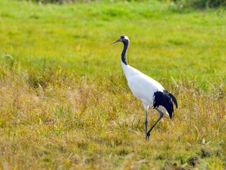 畑でのんびりくつろぐタンチョウヅル＠北海道