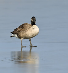 Canada Goose Standing on Ice Portrait