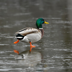 Male Mallard Drake Walking on Ice Portrait