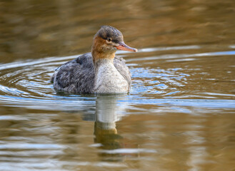 Female Red-breasted Merganser with Reflection Swimming in Dark Water in Fall