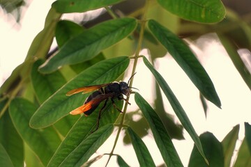 spider on a leaf