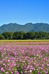 Obraz premium Cosmos flower field in blue sky 