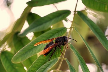 grasshopper on a leaf