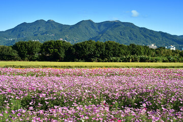Obraz premium Cosmos flower field in blue sky 