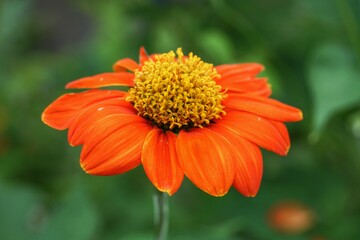 orange flower in the garden