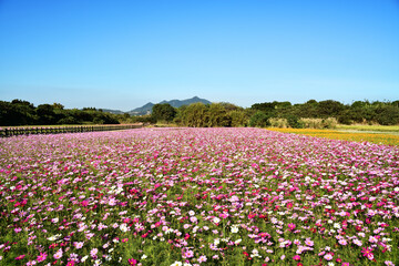 Cosmos flower field in blue sky  