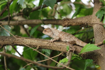 chameleon, eastern garden lizard walking on the tree with blureed background.