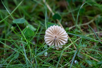 Marasmius rotula (pinwheel mushroom) growin in grass