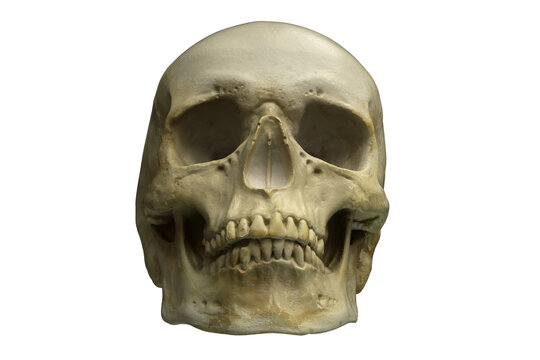 3D render of Human Skull isolated on white