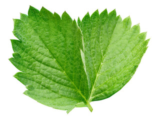 Strawberry leaf isolated on a white background