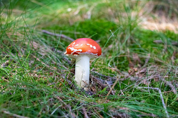 Amanita muscaria (fly agaric) mushroom growing in grass