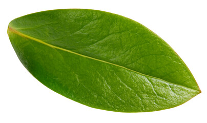 Obraz na płótnie Canvas Nut leaf isolated on a white background