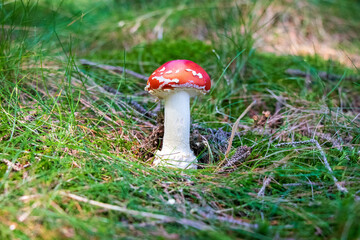 Amanita muscaria (fly agaric) mushroom growing in grass