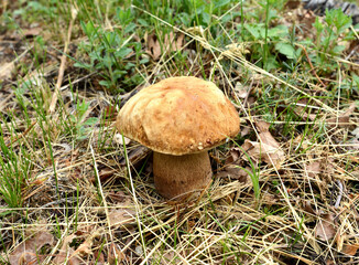 Naturel food. Boletus mushroom in spring forest. 