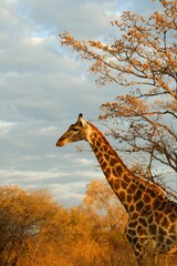 Giraffe in the wild.