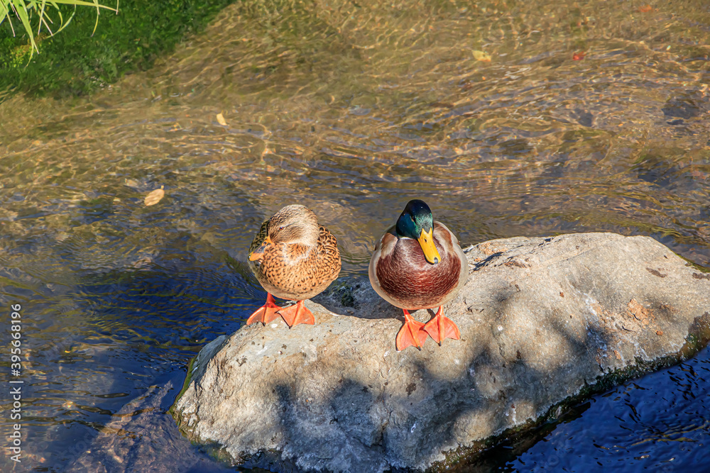 Wall mural マガモの夫婦　金鱗湖　大分県由布市　 duck couple kinrin lake ooita-ken yufu city