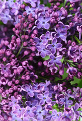 Blossoming Syringa vulgaris. Branch with lilac flowers isolated on white background. 