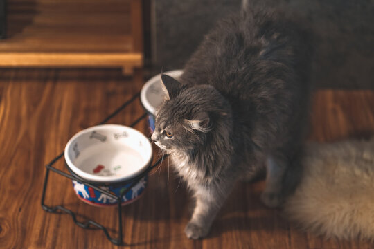 Gray cat with raised hackles looks on to a potential threat while inside a house. Selective focus