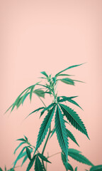 Fototapeta premium Indoor Cannabis plant, branch of marijuana on a pink background with copy space